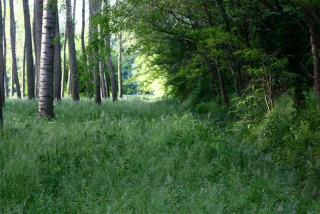 Eteroceri Parco del Ticino